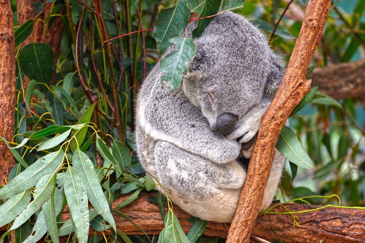 Koala într-un copac de eucalipt, imagine pentru interpretarea unui vis