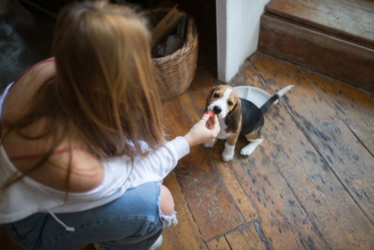 Femeie care hrănește un câine, scenă de afecțiune cotidiană