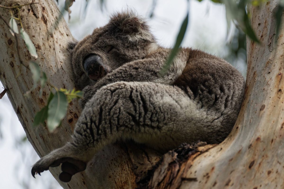 Koala într-un copac de eucalipt, imagine pentru interpretarea unui vis