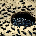 ce inseamna cand visezi insecte negre