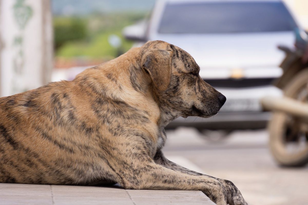 Câine pe trotuar în oraș, vis cu excrement de câine
