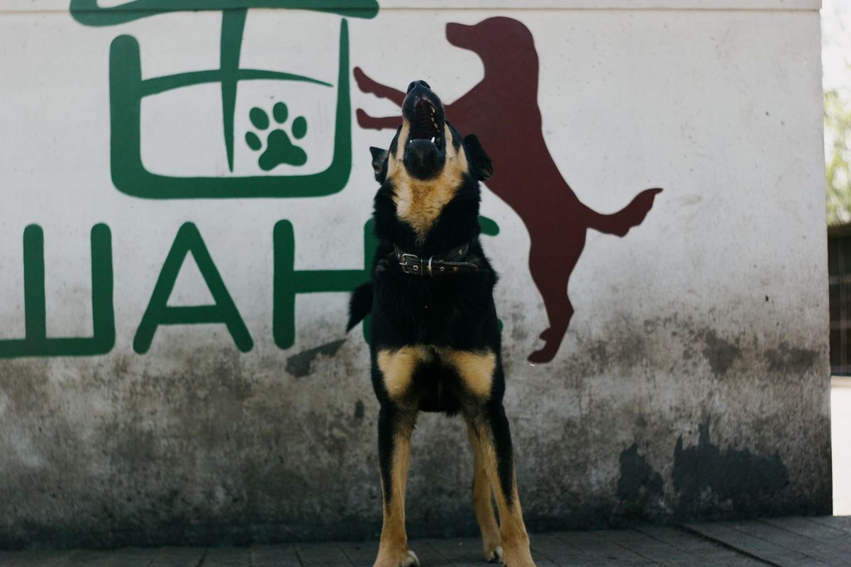 Câine de pază care latră vigilent lângă un gard