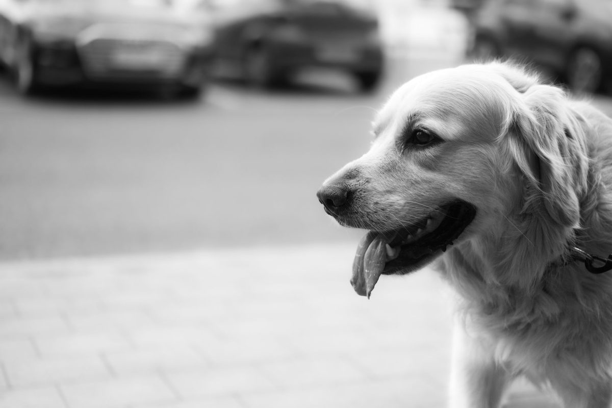 Câine pe trotuar în oraș, vis cu excrement de câine