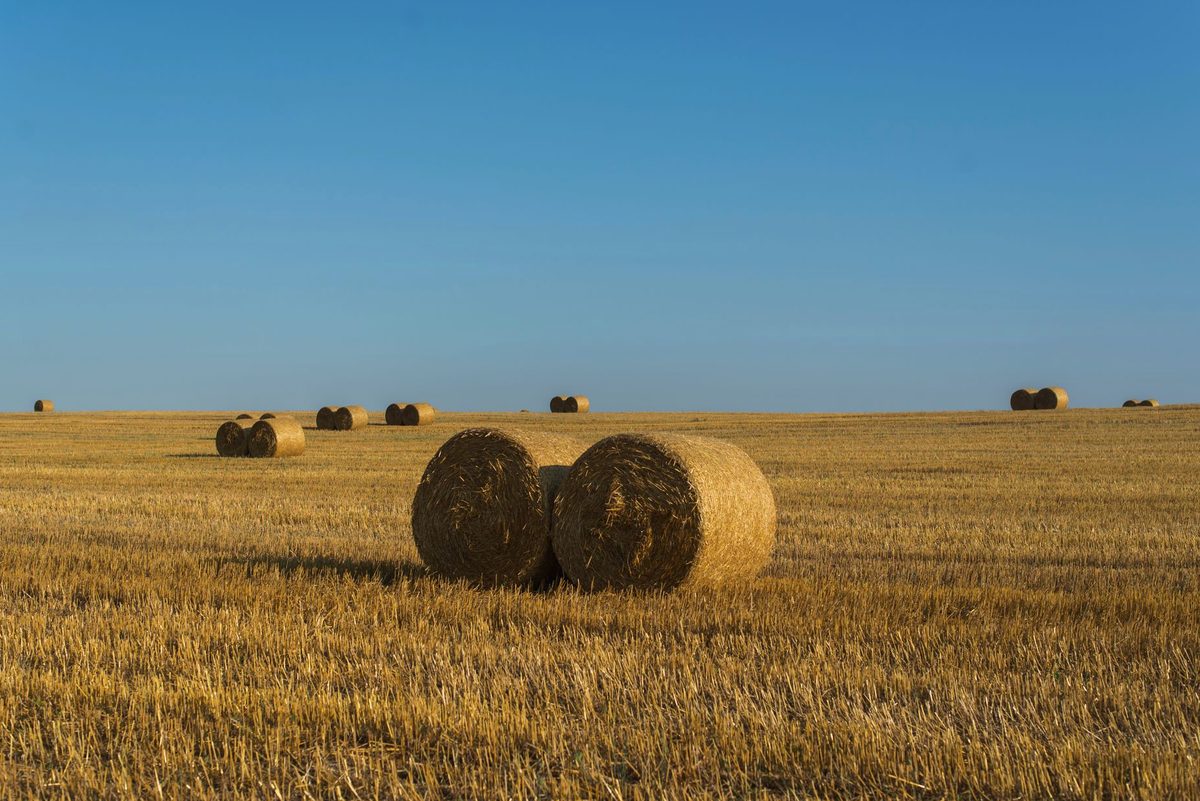 Stoguri de fân uscat la soare, câmp de vară