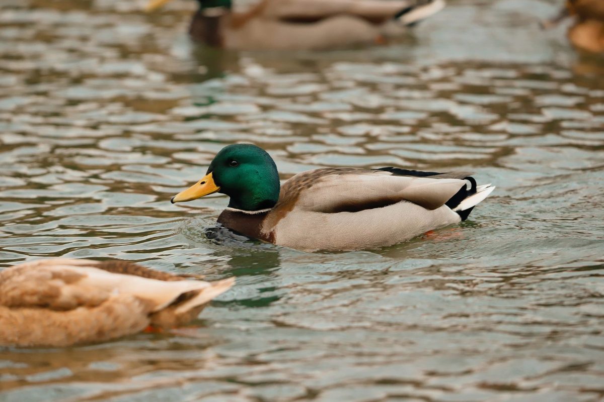 Rațe înotând pe apa limpede a unui lac
