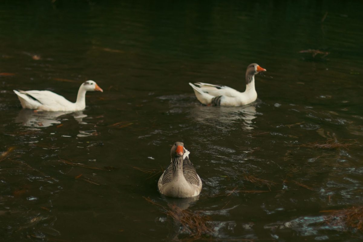 Rațe înotând pe apa limpede a unui lac