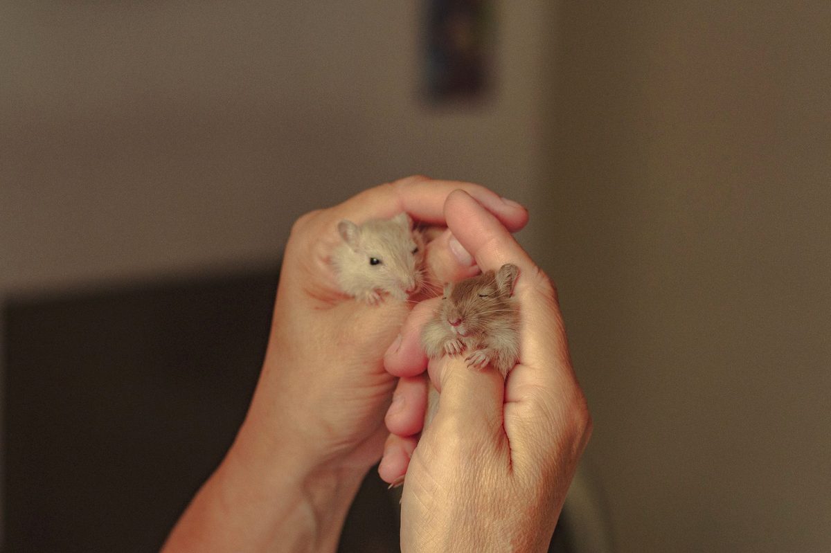 Hamster într-o cușcă îngrijită ținând semințe în lăbuțe