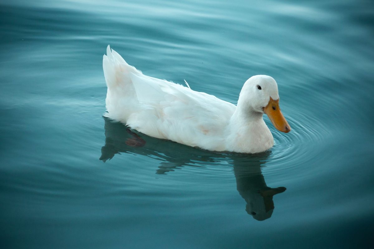 Rată albă plutind liniștită pe apa limpede a unui lac