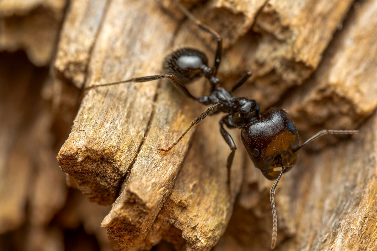 Furnică tâmplar pe lemn, specie Camponotus