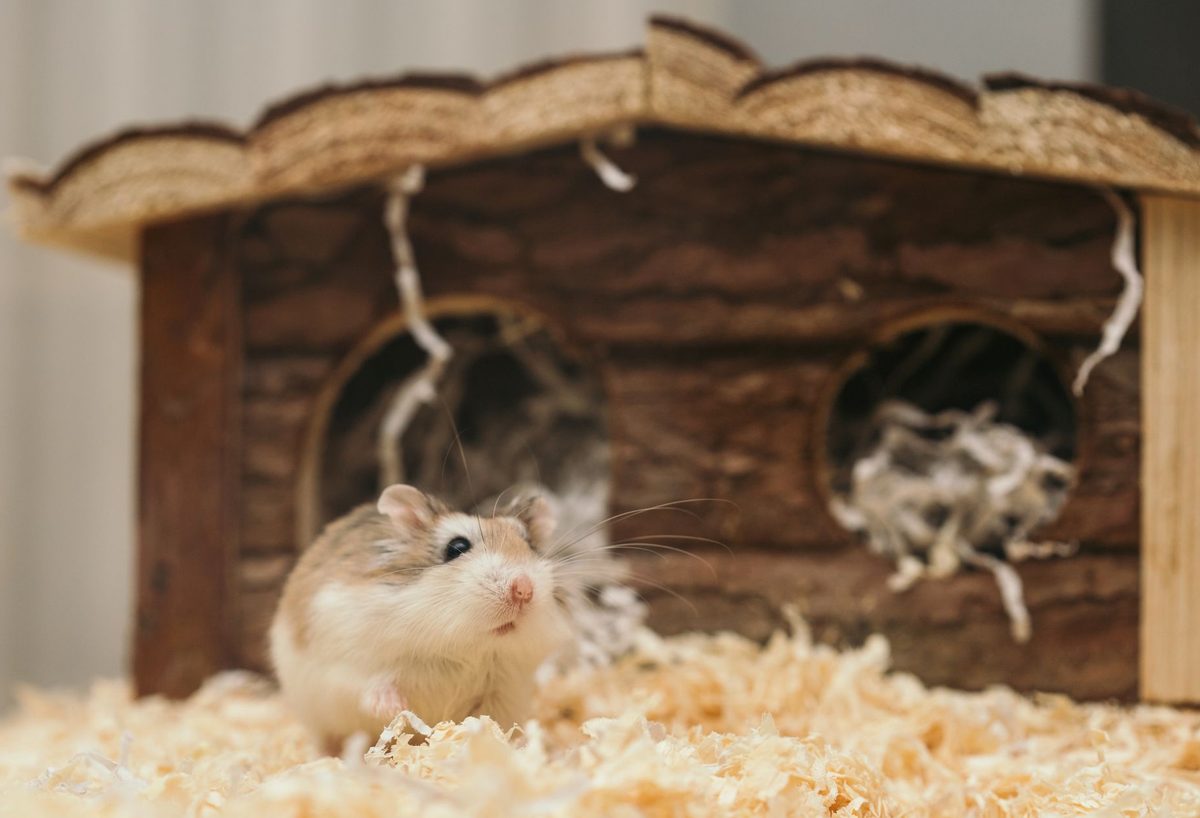 Hamster într-o cușcă îngrijită ținând semințe în lăbuțe