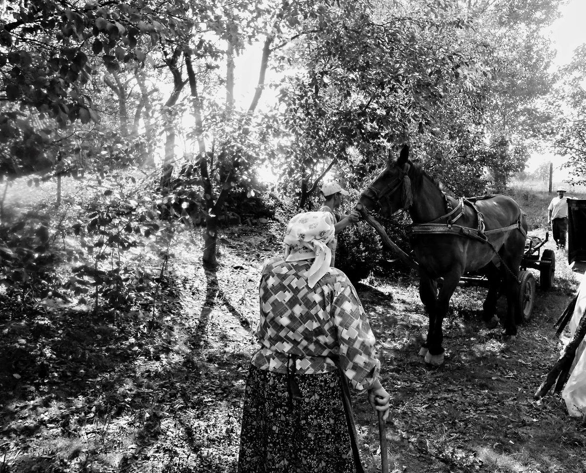Cal și căruță pe un drum rural, imagine pentru interpretarea unui vis