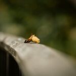 Crisalidă pe o suprafață de lemn, simbolizând transformarea și metamorfoza anunțate de numărul îngeresc 5555