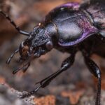 Gândac Carabus cu carapace irizată albăstruie fotografiat în detaliu macro pe fundal natural