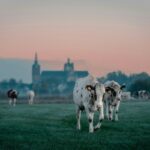 Turmă de vaci păscând liniștit la răsăritul soarelui simbolizând prosperitatea și liniștea