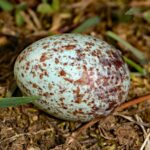 Ou pătat descoperit pe pământ, simbol al potențialului ascuns și al misterului oniric în interpretarea viselor