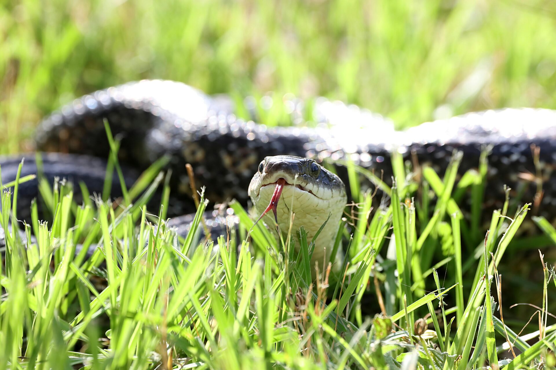 Prim-plan cu un șarpe ascuns în iarbă verde, simbolizând pericolul nevăzut sau instinctele primare