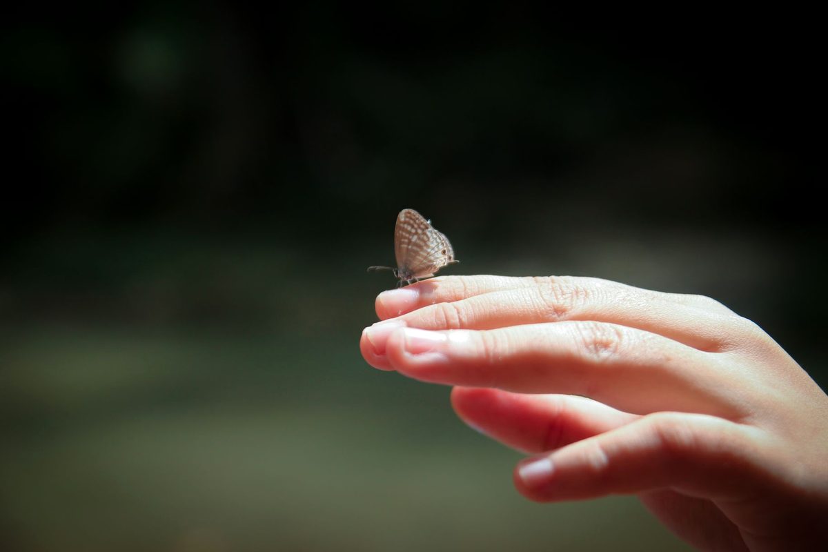 Fluturi gri-albăstrui așezați pe palma unei mâini, simbolizând transformare spirituală și mesaj divin în tradiția românească