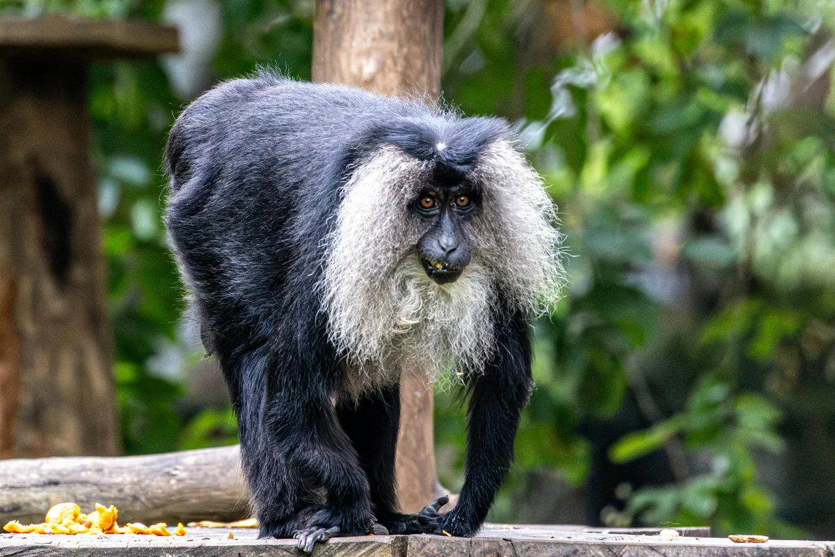 Maimuță inteligentă - curiozitate și adaptabilitate