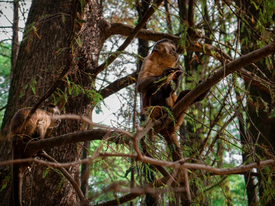 Maimuță jucăușă - spontaneitate și natura primară