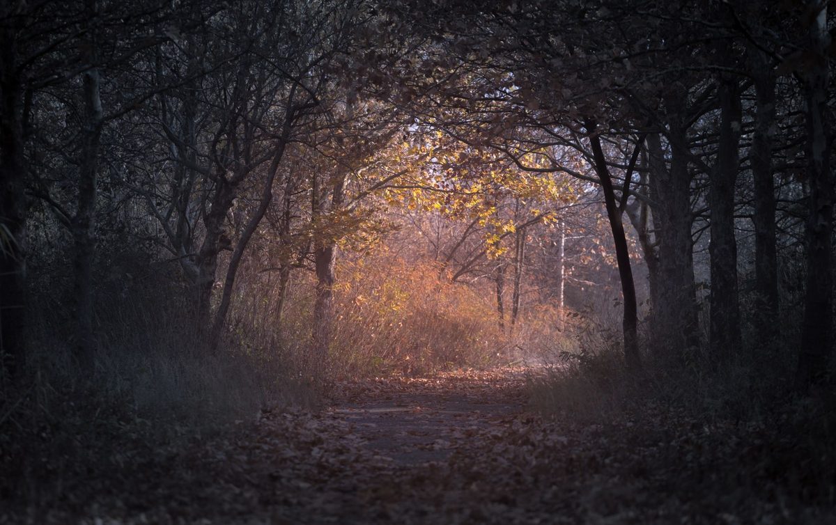 O potecă luminată de soare printr-o pădure de toamnă, sugerând un nou început și pace interioară