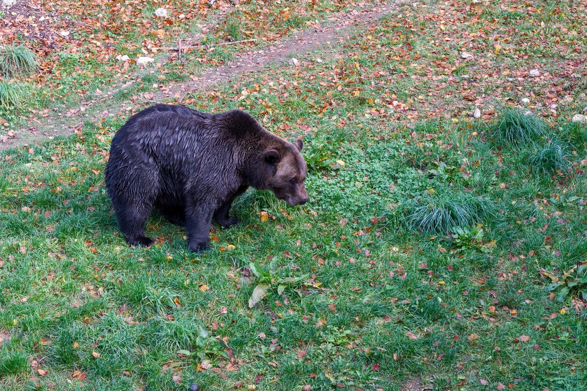 Urs brun la marginea pădurii