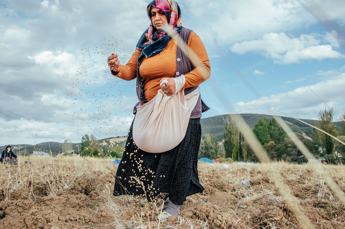 Semințe de grâu în mâinile unui agricultor în timpul semănatului de toamnă