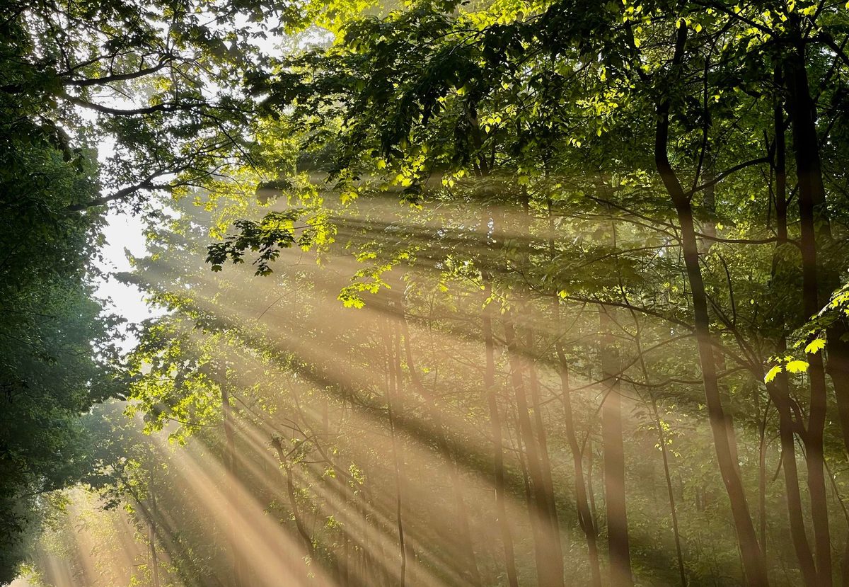 Bolți de pădure luminată de soarele dimineții