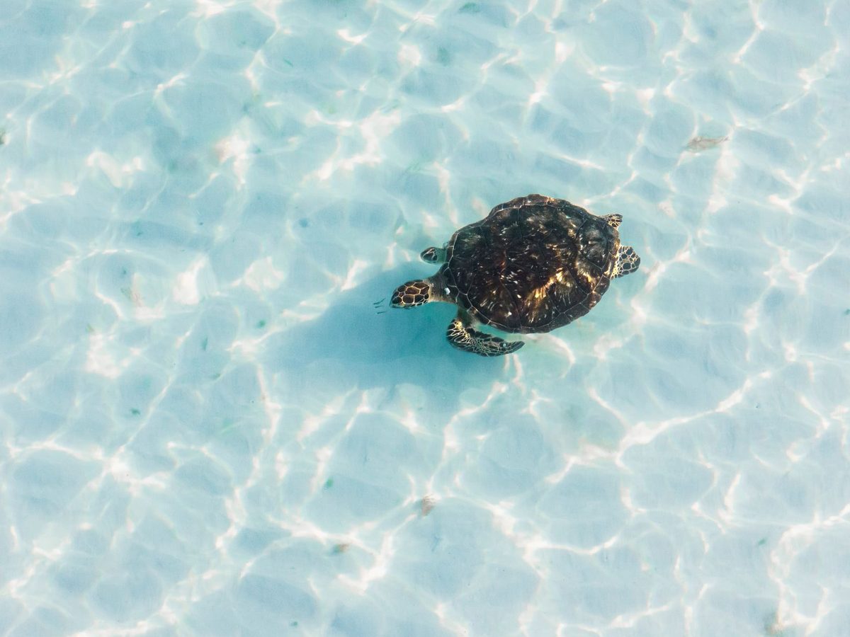 Broască țestoasă marină înotând grațios în apele oceanului
