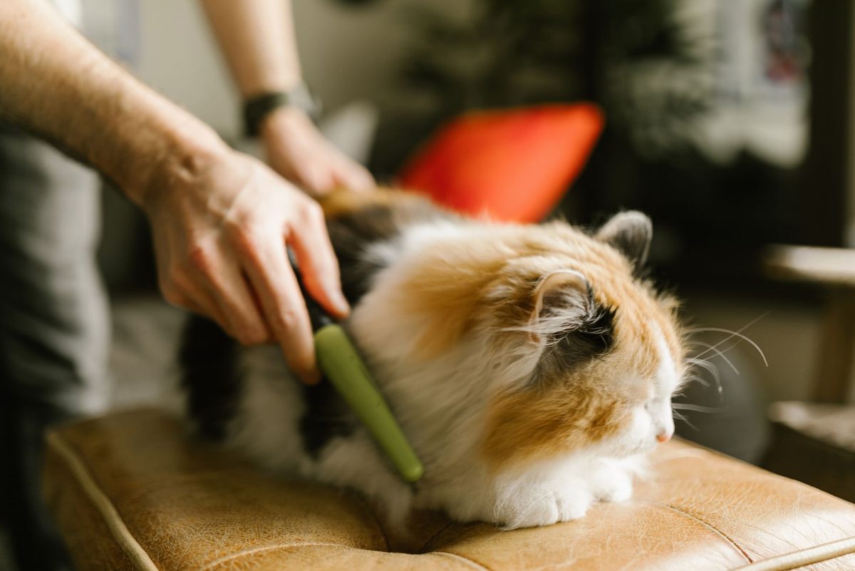 Perie de îngrijire pieptănând blana moale a unui animal de companie