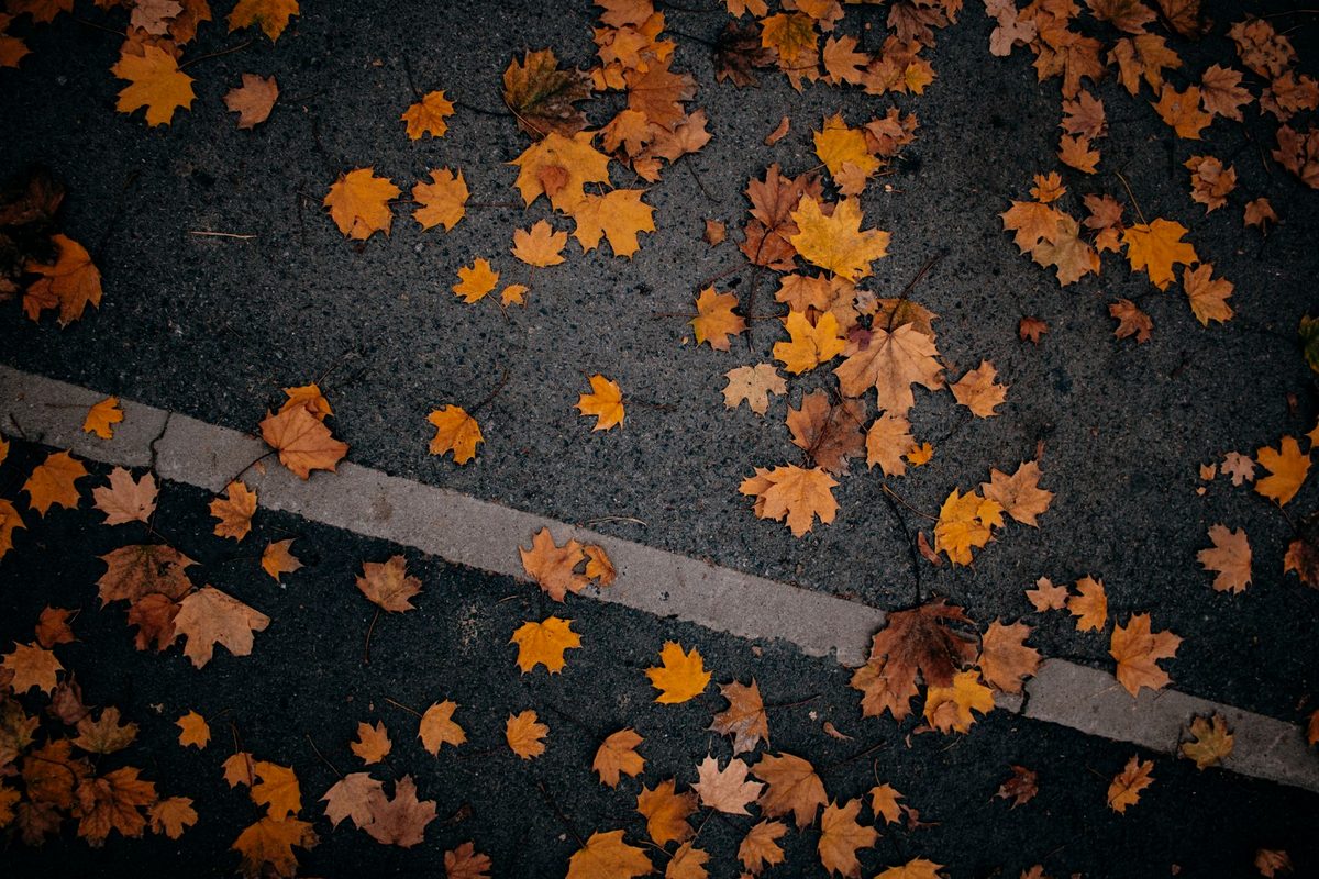 Frunze purtate de vânt într-o atmosferă de vis