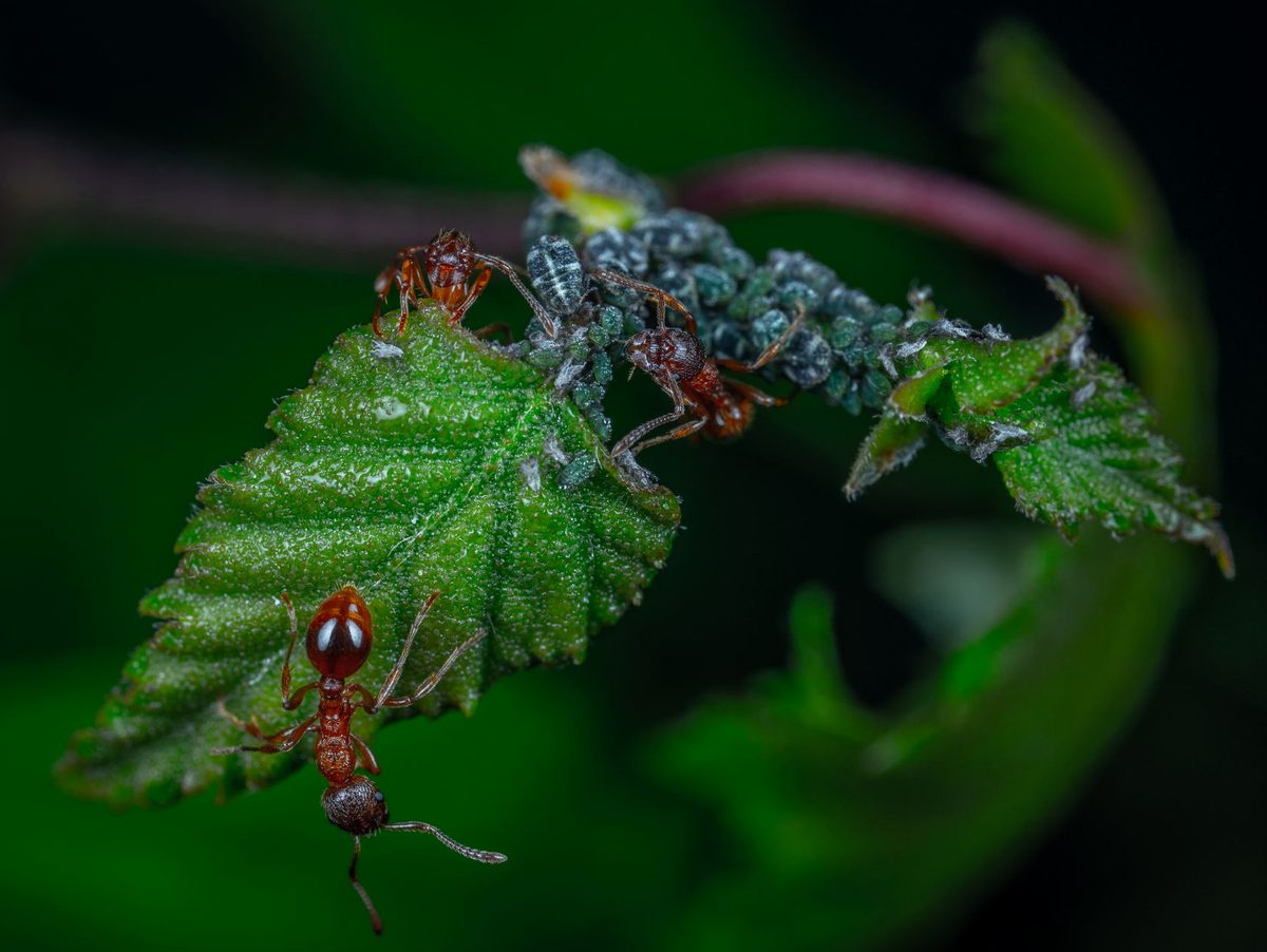 Furnică pe o frunză verde fotografiată de aproape