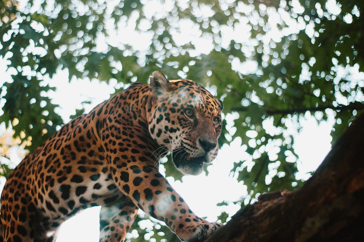 Jaguar mergând prin vegetația densă a pădurii tropicale