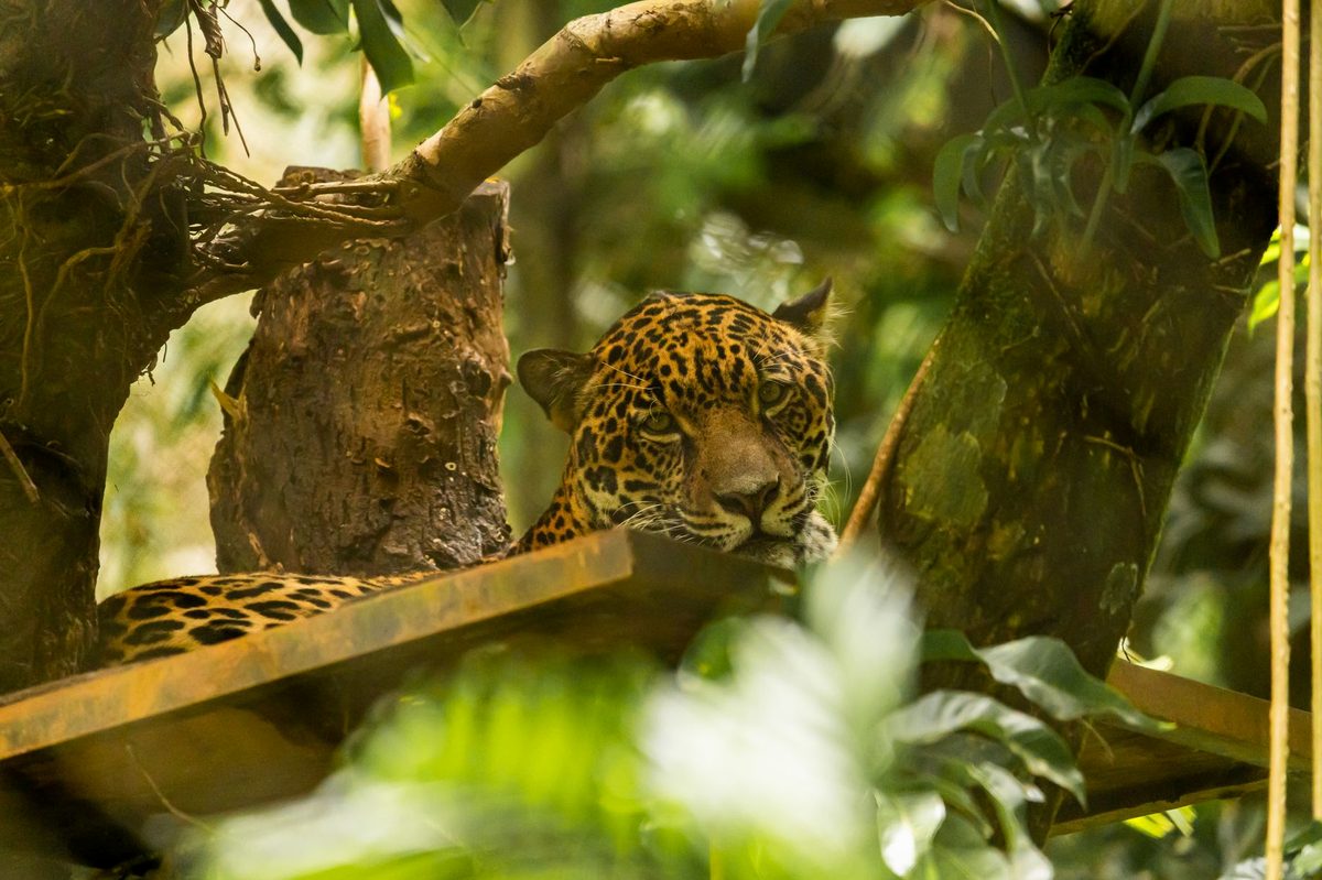 Jaguar odihnindu-se pe o creangă în junglă
