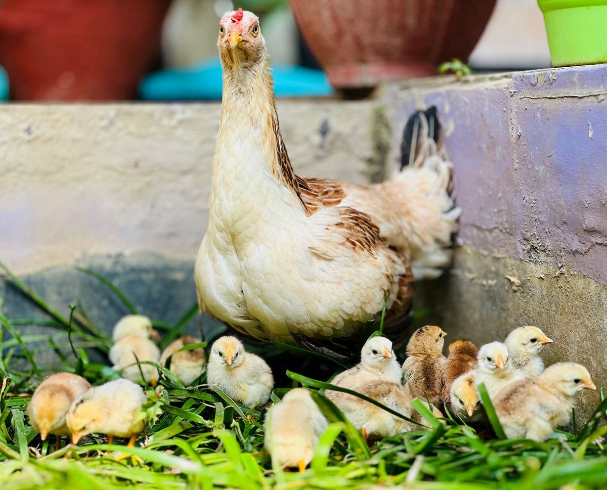 Găină având grijă de puii ei mici în ograda fermei