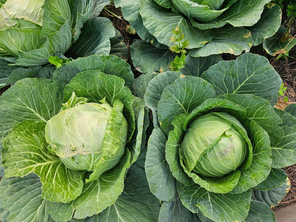 Varză verde proaspătă în grădină la recoltă