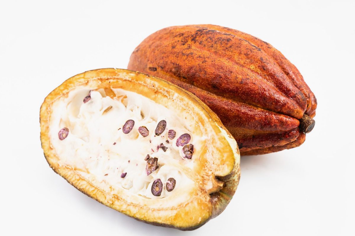 Pastaie de cacao deschisă, cu boabe albe în interior, lângă boabe de cacao uscate