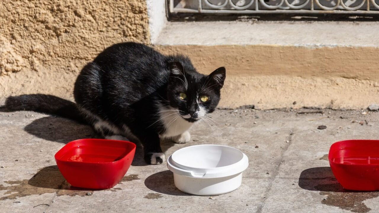 O pisică alb cu negru stă ghemuită afară pe ciment lângă două boluri pentru hrană.
