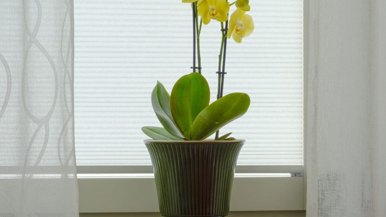 O plantă de orhidee cu frunze verzi într-un ghiveci ceramic verde pe pervazul unei ferestre.