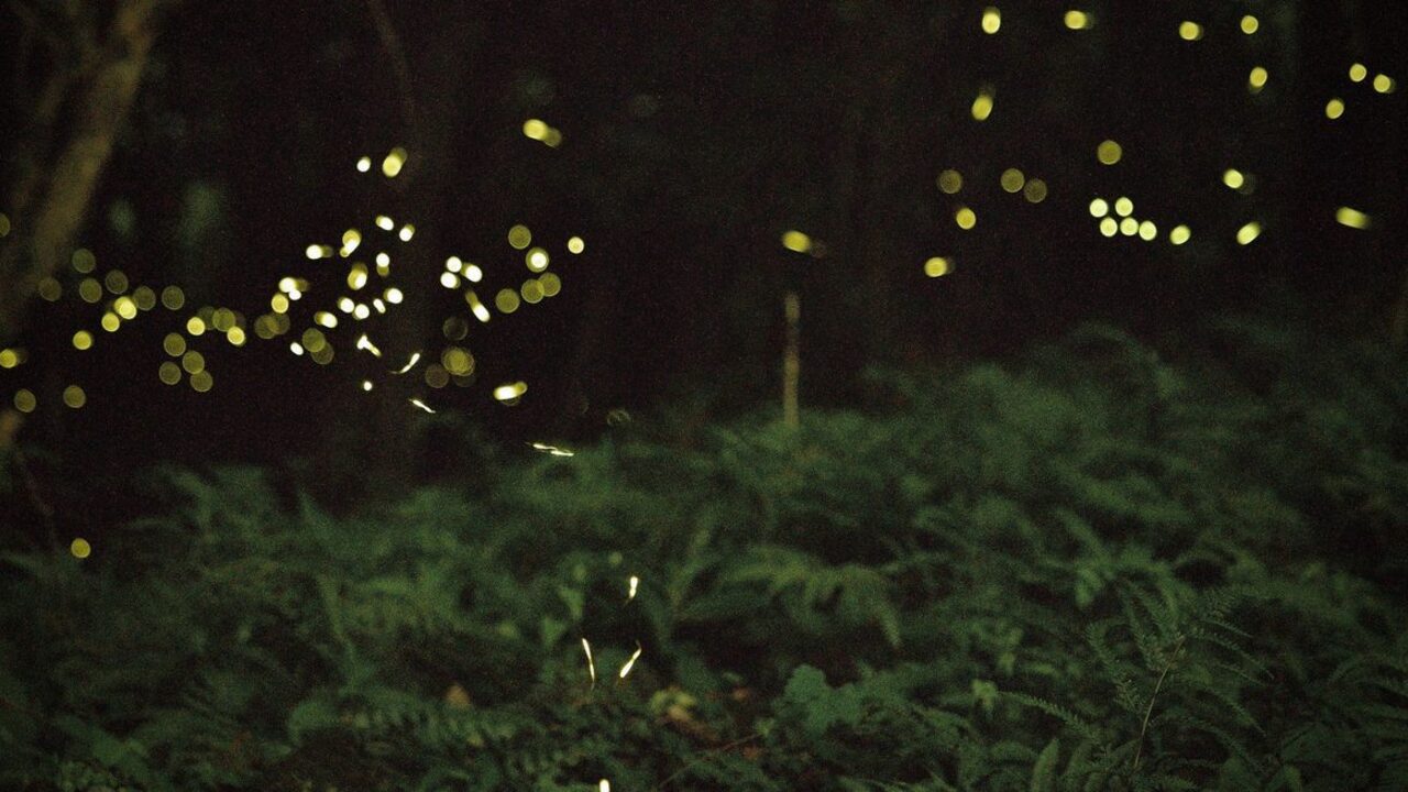 Ce înseamnă când visezi licurici: noapte, lumină, speranță