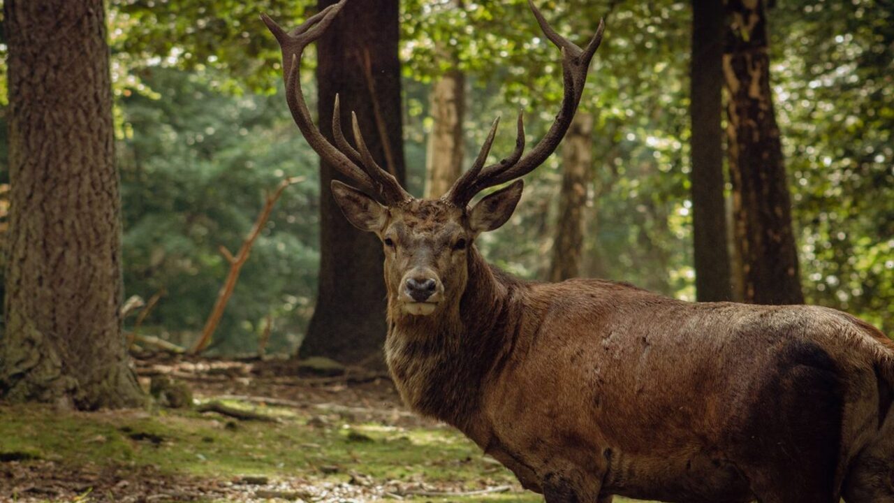 Un cerb maiestuos cu coarne ramificate privește drept înainte într-o pădure.