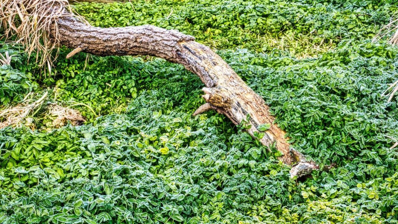 O creangă groasă de copac stă culcată peste un covor de vegetație verde și proaspătă.