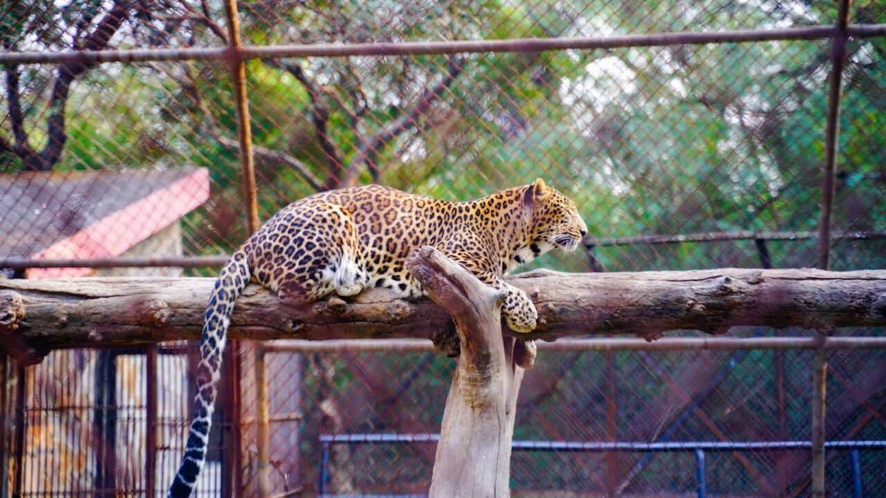 Un leopard stă culcat pe un trunchi gros de copac într-un țarc de grădină zoologică.
