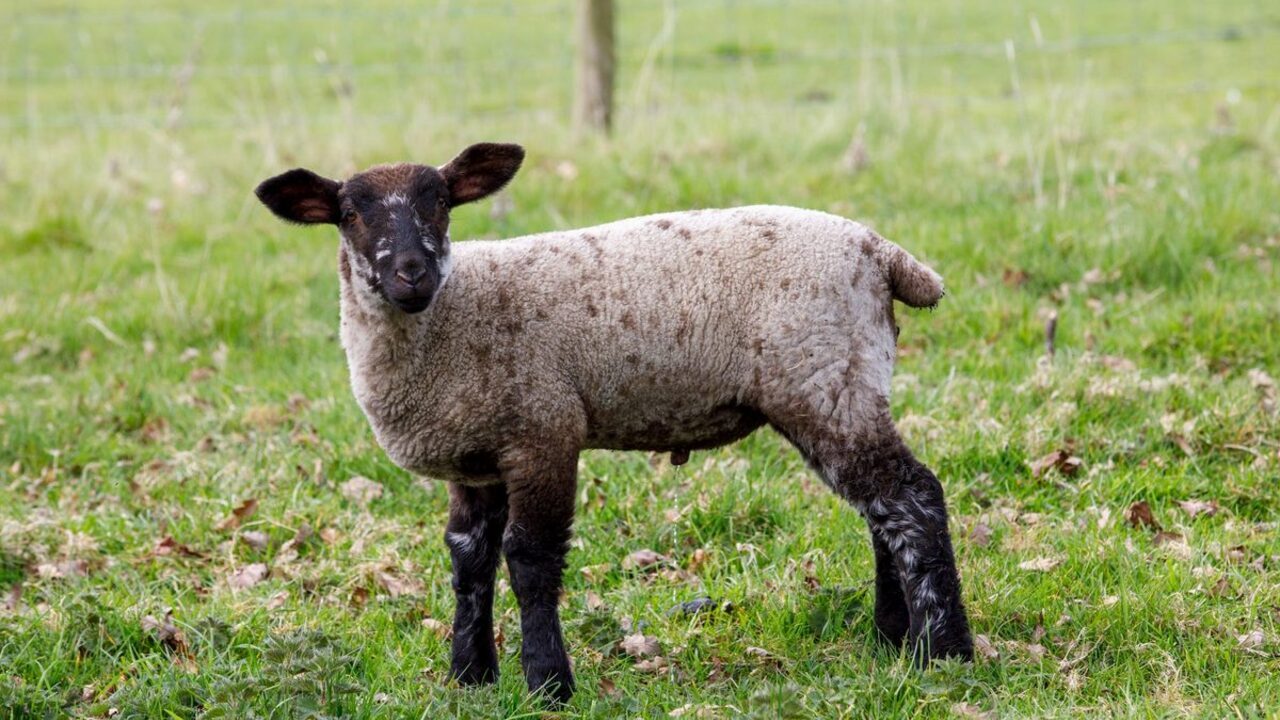 Un miel cu capul negru și lâna deasă stă singur pe o pajiște verde.