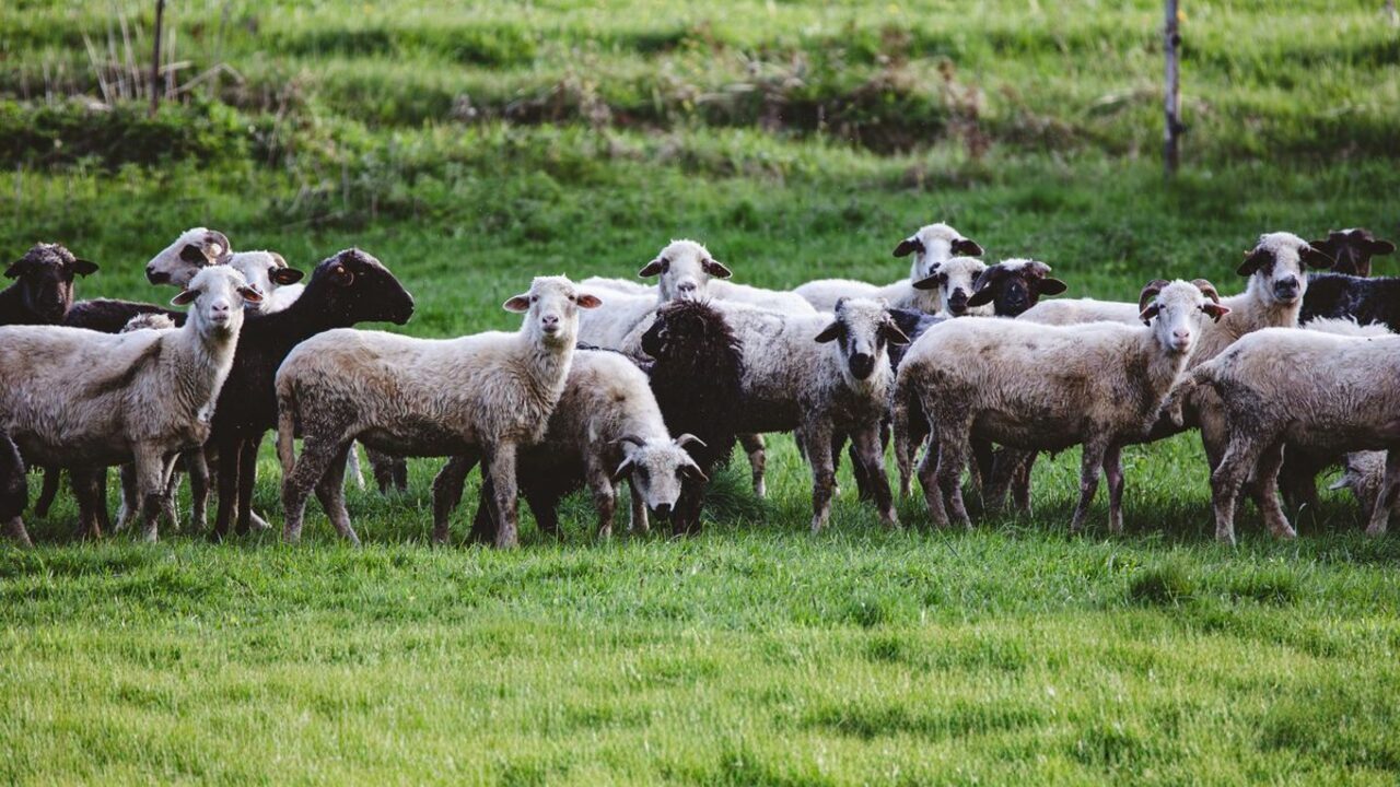 O oaie neagră stă în mijlocul unei turme de oi albe care pasc pe o pajiște verde.